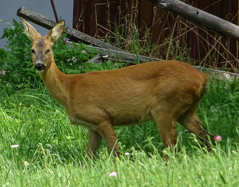 femmina con piccolo......Capreolus capreolus